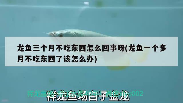 龍魚(yú)三個(gè)月不吃東西怎么回事呀(龍魚(yú)一個(gè)多月不吃東西了該怎么辦)