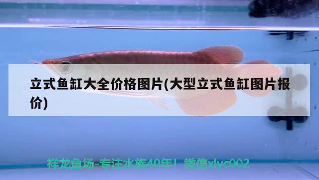 立式魚缸大全價(jià)格圖片(大型立式魚缸圖片報(bào)價(jià)) 祥龍金禾金龍魚