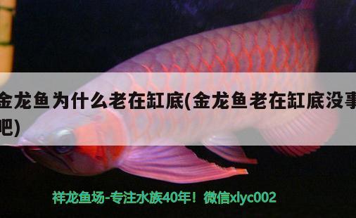 金龍魚為什么老在缸底(金龍魚老在缸底沒事吧)