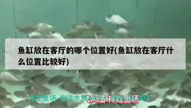 魚缸放在客廳的哪個位置好(魚缸放在客廳什么位置比較好) 大白鯊魚苗