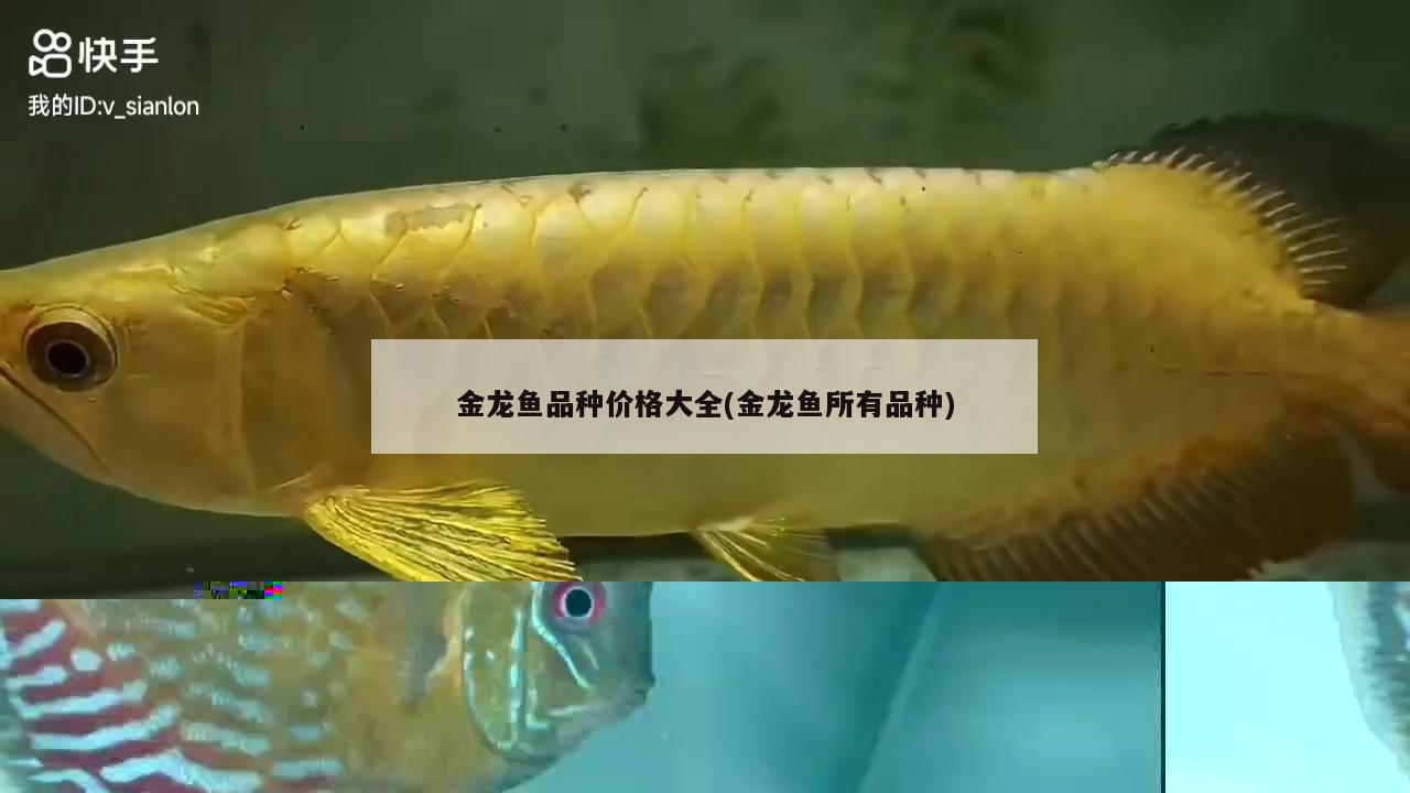 生態(tài)瓶魚缸養(yǎng)魚(生態(tài)瓶魚缸的制作)