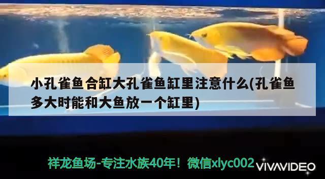 小孔雀魚合缸大孔雀魚缸里注意什么(孔雀魚多大時能和大魚放一個缸里) 金龍魚百科