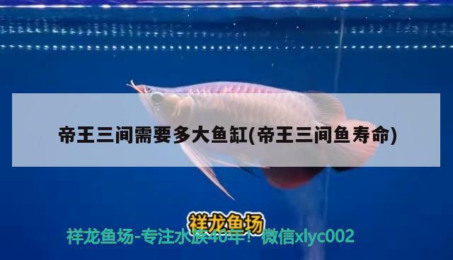 帝王三間需要多大魚缸(帝王三間魚壽命) 帝王三間魚