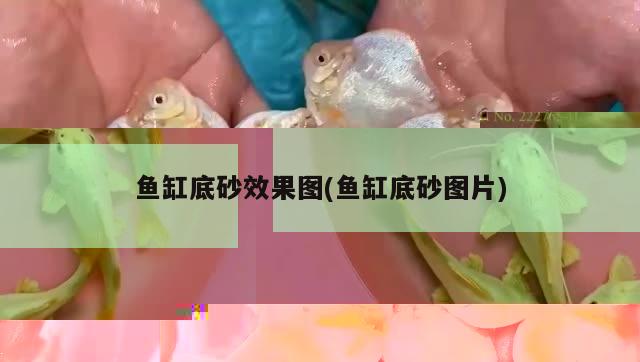 家用魚缸圖片大全觀賞圖(觀賞魚魚缸圖片)