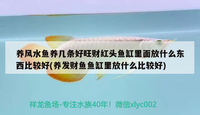 養(yǎng)風水魚養(yǎng)幾條好旺財紅頭魚缸里面放什么東西比較好(養(yǎng)發(fā)財魚魚缸里放什么比較好)