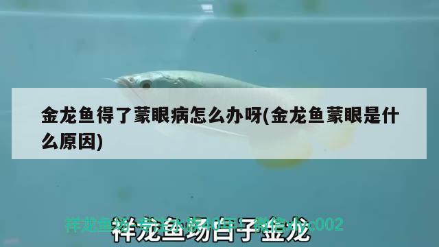 金龍魚得了蒙眼病怎么辦呀(金龍魚蒙眼是什么原因) 魚缸百科 第3張