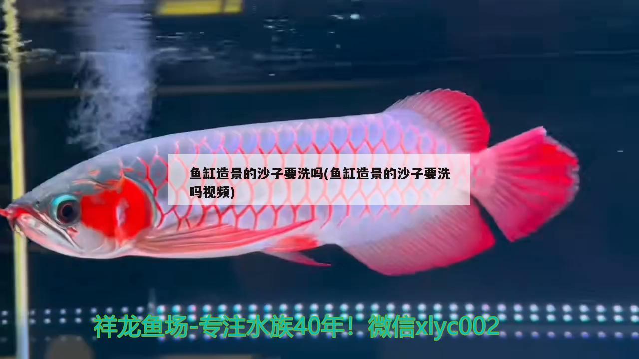 魚缸造景的沙子要洗嗎(魚缸造景的沙子要洗嗎視頻)