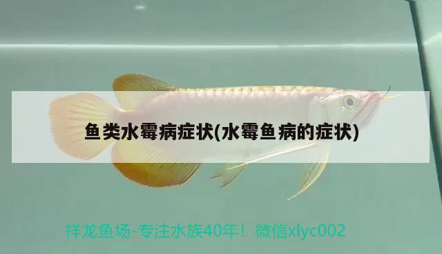 魚類水霉病癥狀(水霉魚病的癥狀) 龍魚疾病與治療