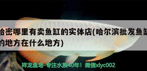 哈密哪里有賣魚缸的實體店(哈爾濱批發(fā)魚缸的地方在什么地方) 全國水族館企業(yè)名錄