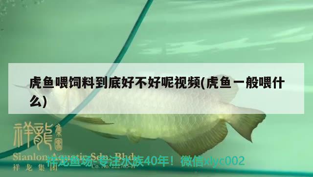 虎魚喂飼料到底好不好呢視頻(虎魚一般喂什么)