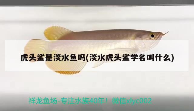 虎頭鯊是淡水魚(yú)嗎(淡水虎頭鯊學(xué)名叫什么)