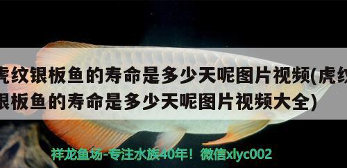 虎紋銀板魚的壽命是多少天呢圖片視頻(虎紋銀板魚的壽命是多少天呢圖片視頻大全)