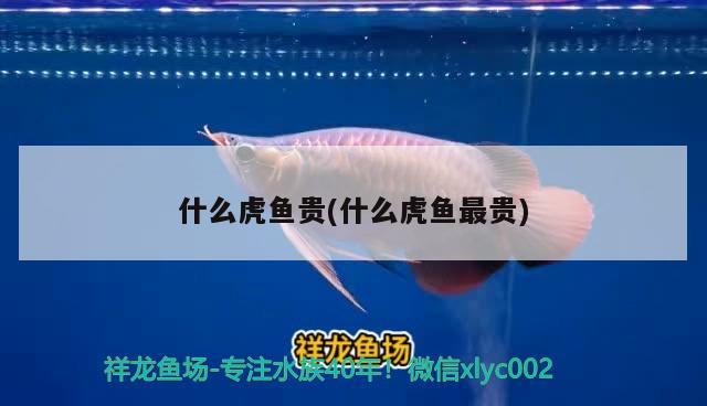 什么虎魚貴(什么虎魚最貴)