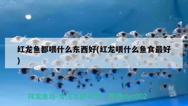 紅龍魚(yú)都喂什么東西好(紅龍喂什么魚(yú)食最好) 稀有紅龍品種 第2張