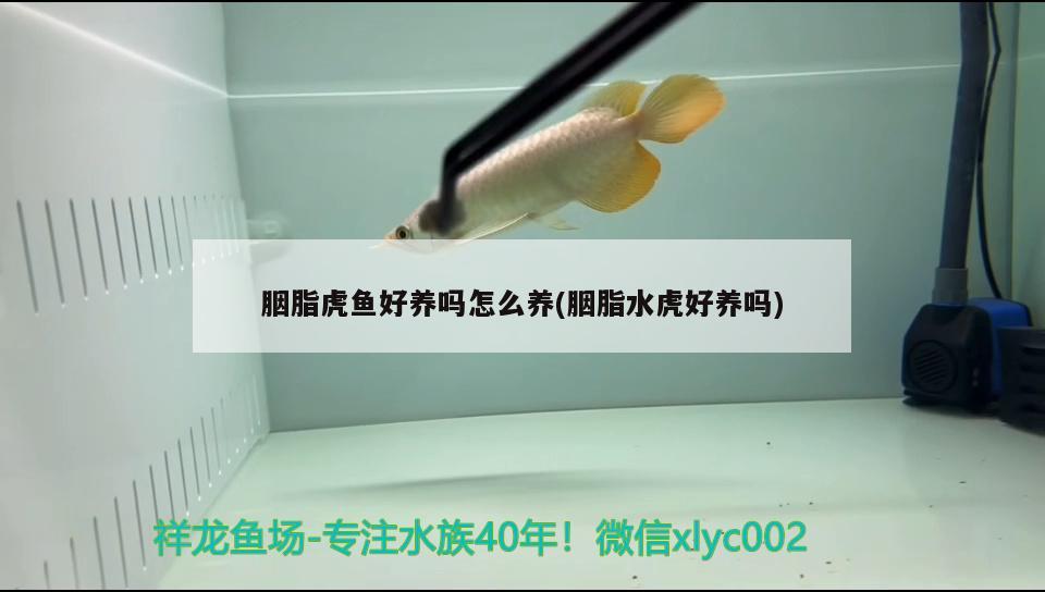 胭脂虎魚好養(yǎng)嗎怎么養(yǎng)(胭脂水虎好養(yǎng)嗎) 食人魚（水虎） 第2張