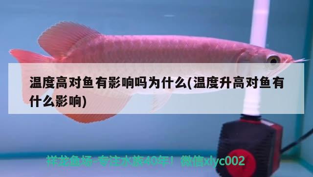 溫度高對魚有影響嗎為什么(溫度升高對魚有什么影響) 白條過背金龍魚