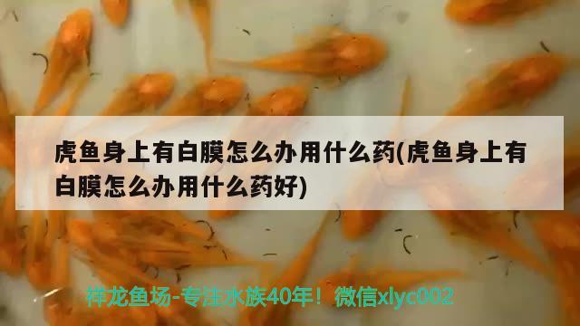 虎魚身上有白膜怎么辦用什么藥(虎魚身上有白膜怎么辦用什么藥好) 虎魚百科 第2張