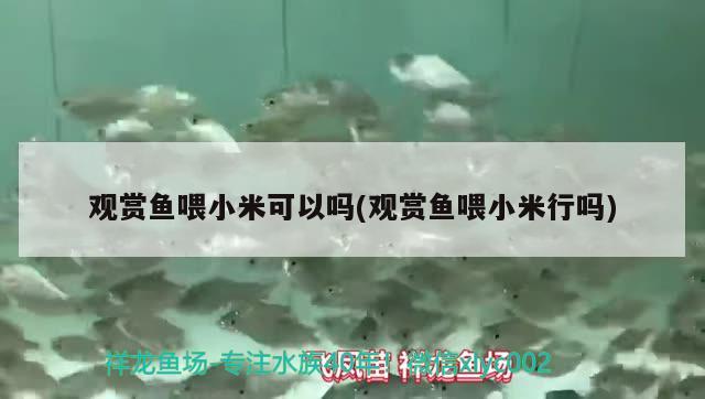 觀賞魚喂小米可以嗎(觀賞魚喂小米行嗎)