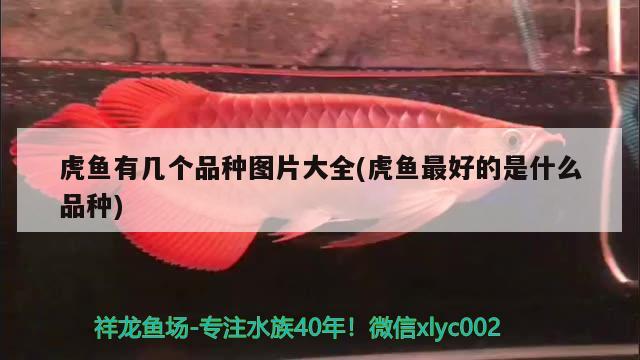 虎魚有幾個品種圖片大全(虎魚最好的是什么品種) 虎魚百科 第2張