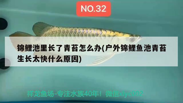 錦鯉池里長了青苔怎么辦(戶外錦鯉魚池青苔生長太快什么原因) 七彩神仙魚