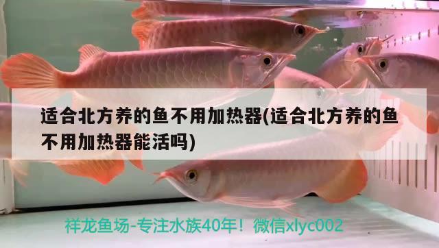 適合北方養(yǎng)的魚不用加熱器(適合北方養(yǎng)的魚不用加熱器能活嗎) 白子關(guān)刀魚