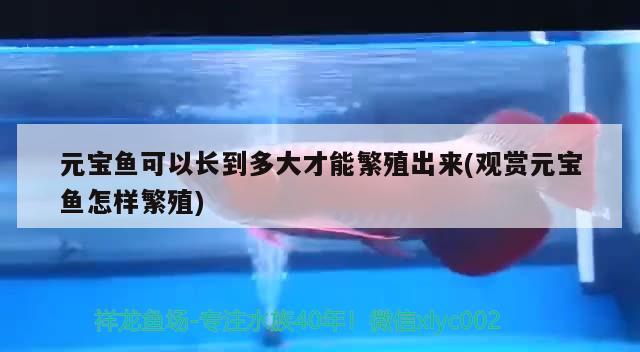 元寶魚可以長到多大才能繁殖出來(觀賞元寶魚怎樣繁殖) 埃及神仙魚