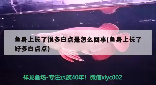 魚身上長(zhǎng)了很多白點(diǎn)是怎么回事(魚身上長(zhǎng)了好多白點(diǎn)點(diǎn)) 黑金魟魚