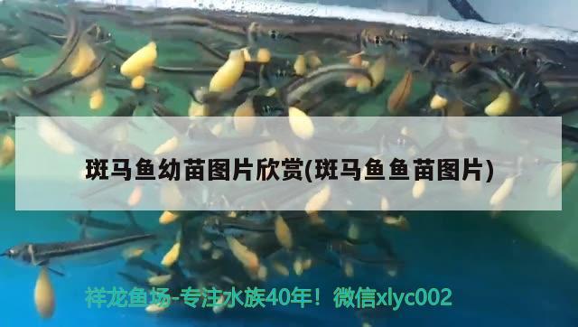 斑馬魚幼苗圖片欣賞(斑馬魚魚苗圖片) 小型觀賞魚