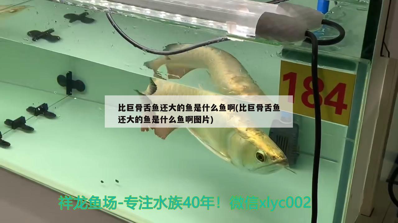 比巨骨舌魚還大的魚是什么魚啊(比巨骨舌魚還大的魚是什么魚啊圖片) 巨骨舌魚