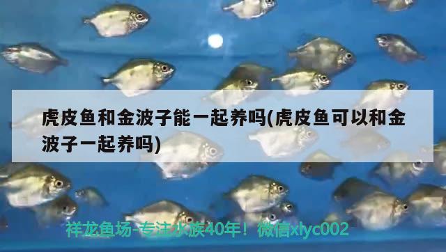 虎皮魚和金波子能一起養(yǎng)嗎(虎皮魚可以和金波子一起養(yǎng)嗎) 魚缸凈水劑