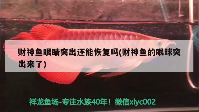 財神魚眼睛突出還能恢復(fù)嗎(財神魚的眼球突出來了) 金龍魚糧