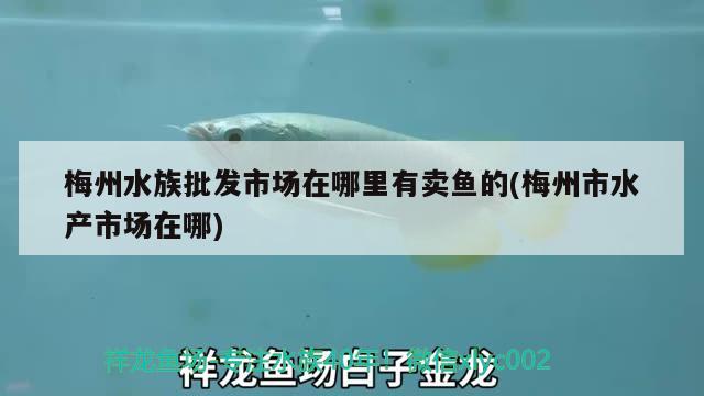 梅州水族批發(fā)市場(chǎng)在哪里有賣魚的(梅州市水產(chǎn)市場(chǎng)在哪) 觀賞魚水族批發(fā)市場(chǎng)