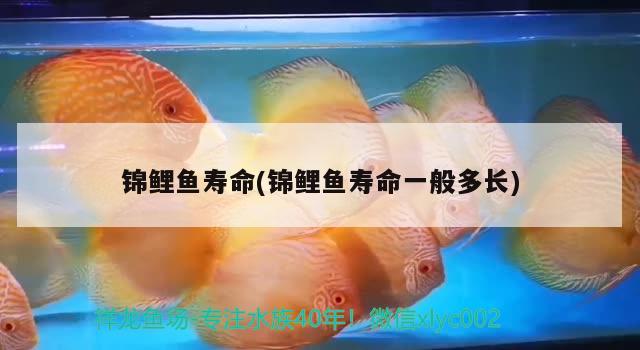 錦鯉魚壽命(錦鯉魚壽命一般多長(zhǎng)) 鴨嘴鯊魚