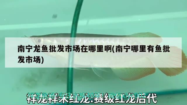 南寧龍魚批發(fā)市場在哪里啊(南寧哪里有魚批發(fā)市場) 龍魚批發(fā)