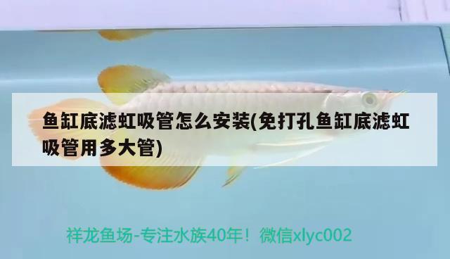 魚(yú)缸底濾虹吸管怎么安裝(免打孔魚(yú)缸底濾虹吸管用多大管) 虎魚(yú)百科 第2張