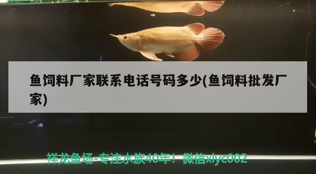 魚飼料廠家聯(lián)系電話號碼多少(魚飼料批發(fā)廠家) 黑桃A魚苗