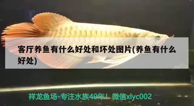 客廳養(yǎng)魚有什么好處和壞處圖片(養(yǎng)魚有什么好處) 大白鯊魚苗