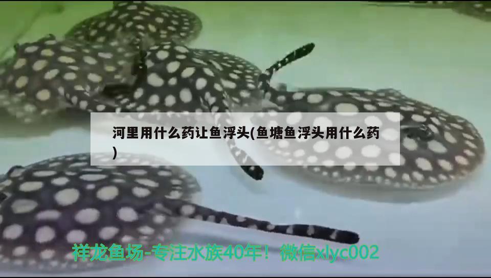 河里用什么藥讓魚浮頭(魚塘魚浮頭用什么藥) 水族世界