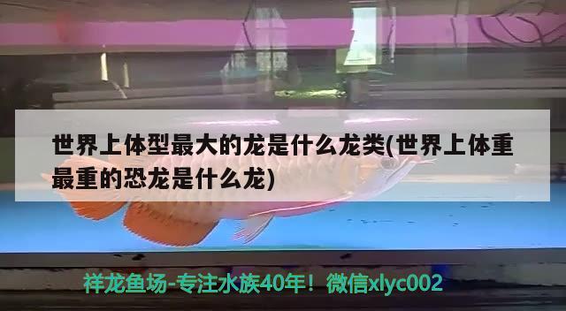 世界上體型最大的龍是什么龍類(世界上體重最重的恐龍是什么龍) 彩鰈魚缸（彩蝶魚缸）