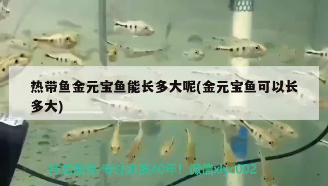 熱帶魚金元寶魚能長(zhǎng)多大呢(金元寶魚可以長(zhǎng)多大) 進(jìn)口元寶鳳凰魚