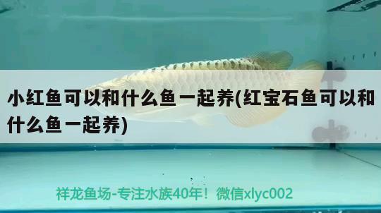 小紅魚可以和什么魚一起養(yǎng)(紅寶石魚可以和什么魚一起養(yǎng))