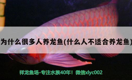 為什么很多人養(yǎng)龍魚(yú)(什么人不適合養(yǎng)龍魚(yú))