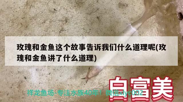 玫瑰和金魚這個故事告訴我們什么道理呢(玫瑰和金魚講了什么道理)