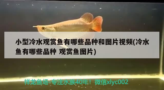 小型冷水觀賞魚有哪些品種和圖片視頻(冷水魚有哪些品種 觀賞魚圖片) 紅龍專用魚糧飼料