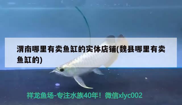 渭南哪里有賣魚缸的實(shí)體店鋪(魏縣哪里有賣魚缸的) 水族用品