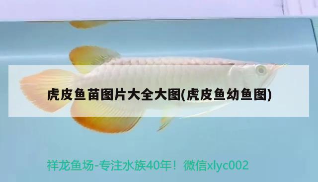 虎皮魚苗圖片大全大圖(虎皮魚幼魚圖) 黃金眼鏡蛇雷龍魚