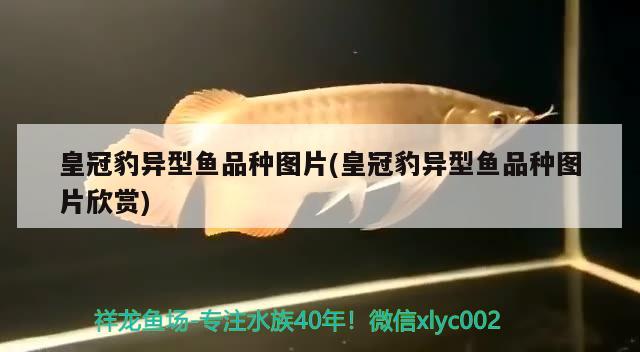 皇冠豹異型魚(yú)品種圖片(皇冠豹異型魚(yú)品種圖片欣賞)