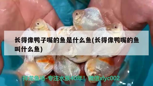 長得像鴨子嘴的魚是什么魚(長得像鴨嘴的魚叫什么魚) 純血皇冠黑白魟魚