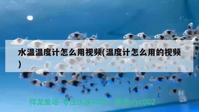 水溫溫度計怎么用視頻(溫度計怎么用的視頻) 2024第28屆中國國際寵物水族展覽會CIPS（長城寵物展2024 CIPS）