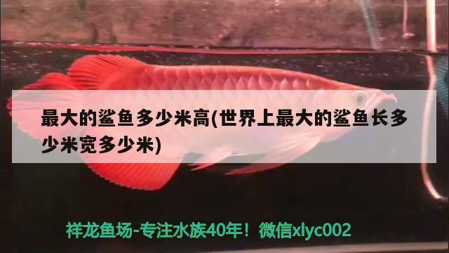 最大的鯊魚多少米高(世界上最大的鯊魚長多少米寬多少米) 紅龍福龍魚